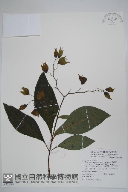 假酸漿藏品圖，第1張