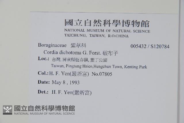 破布子藏品圖，第2張