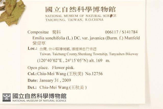 紫背草藏品圖，第2張