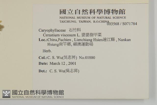 婆婆指甲菜藏品圖，第2張