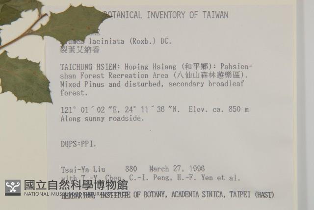 裂葉艾納香藏品圖，第2張