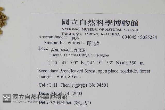 野莧菜藏品圖，第2張