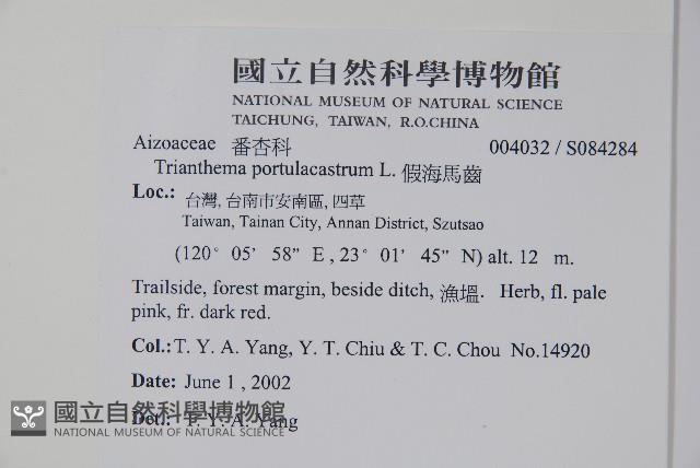 假海馬齒藏品圖，第2張