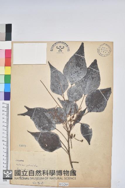 白匏子藏品圖，第1張