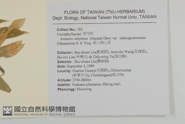 高山無心菜藏品圖，第2張