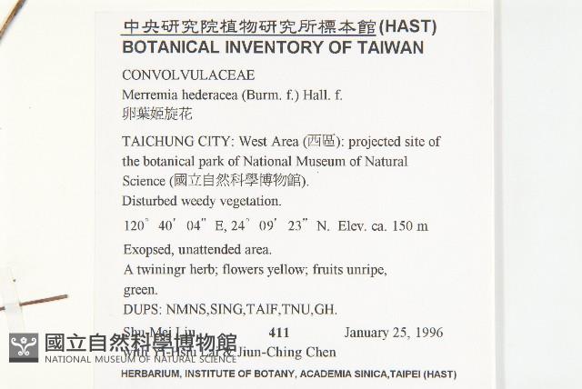 卵葉菜欒藤藏品圖，第2張