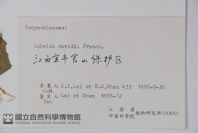 江南山梗菜藏品圖，第2張