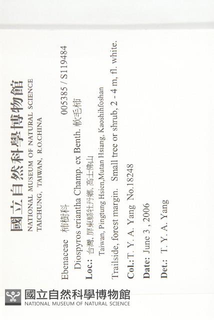 軟毛柿藏品圖，第2張