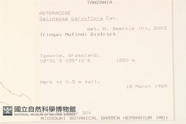 小米菊藏品圖，第2張