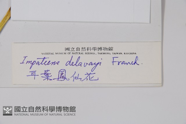 耳葉鳳仙花藏品圖，第2張