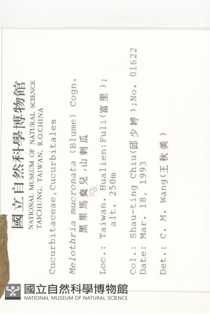 黑果馬交兒藏品圖，第2張