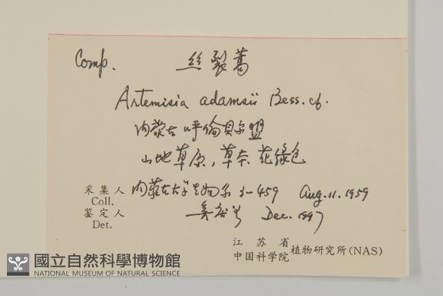 東北絲裂蒿藏品圖，第2張