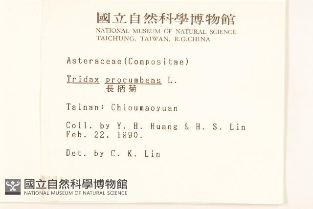 長柄菊藏品圖，第2張