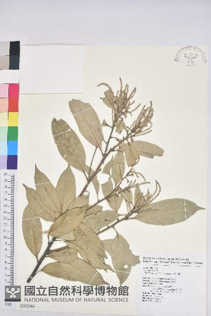 子彈石櫟、柯藏品圖，第1張