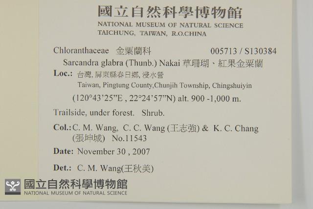 草珊瑚、紅果金粟蘭藏品圖，第2張