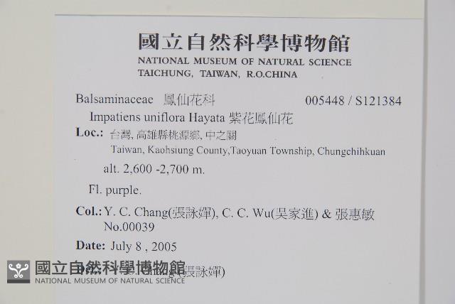 紫花鳳仙花藏品圖，第2張