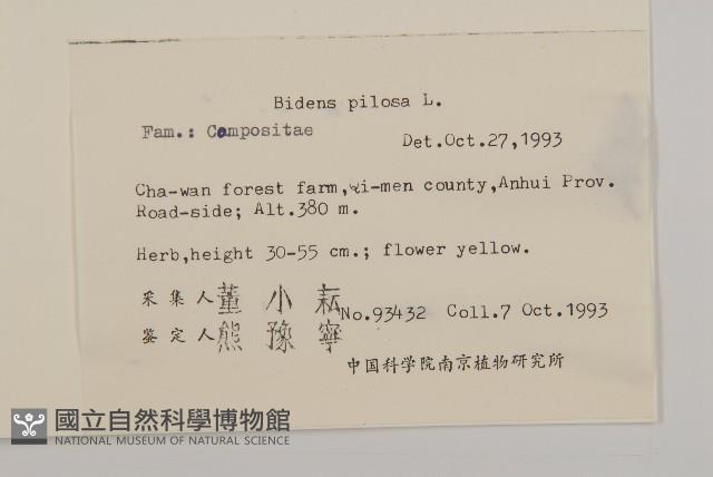 白花鬼針藏品圖，第2張