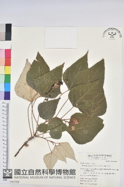 白匏子藏品圖，第1張