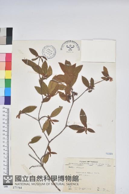 金毛杜鵑藏品圖，第1張