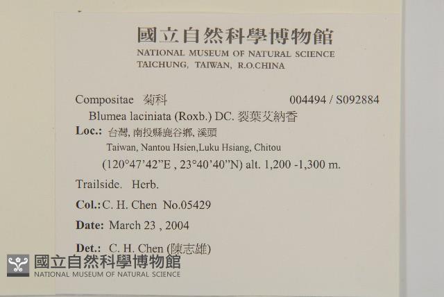 裂葉艾納香藏品圖，第2張