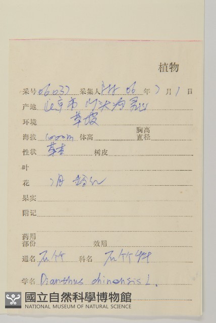 石竹、洛陽花、剪絨花藏品圖，第2張