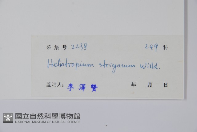 細葉天芥菜藏品圖，第2張