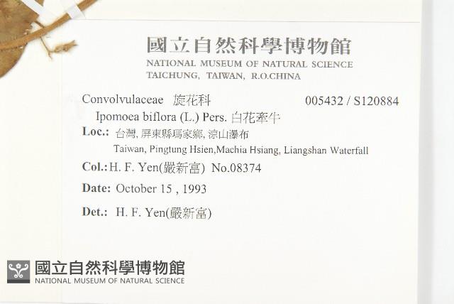 白花牽牛藏品圖，第2張