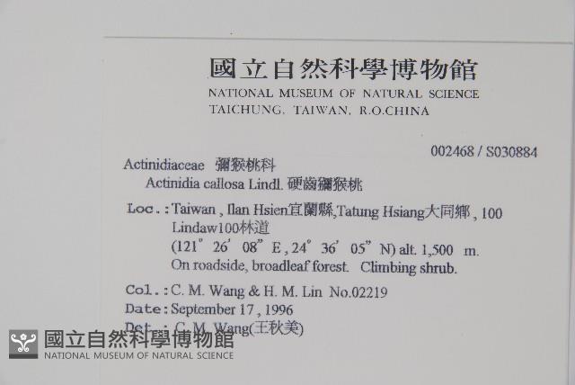 硬齒獼猴桃藏品圖，第2張