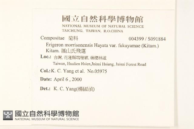 福山氏飛蓬藏品圖，第2張