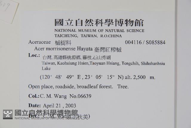 臺灣紅榨槭藏品圖，第2張