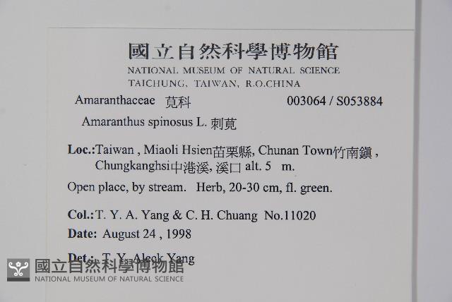 刺莧藏品圖，第2張