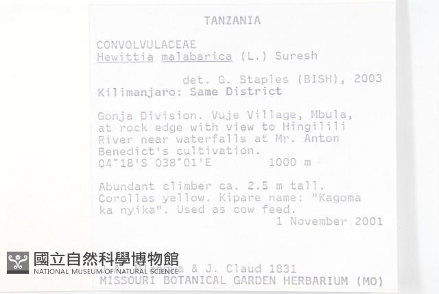 吊鐘藤藏品圖，第2張