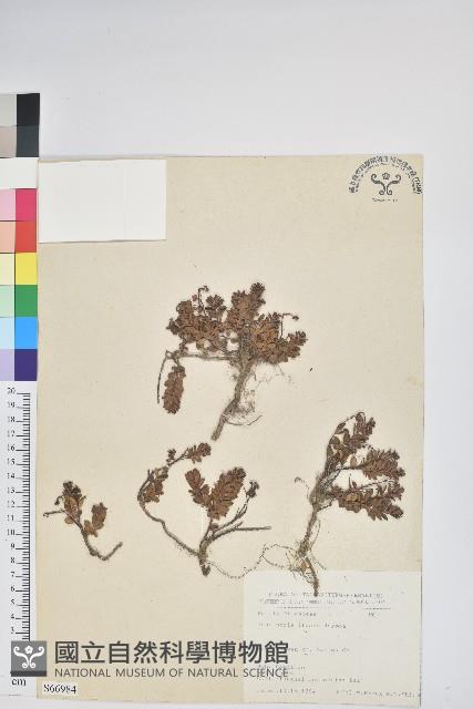 高山白珠樹藏品圖，第1張