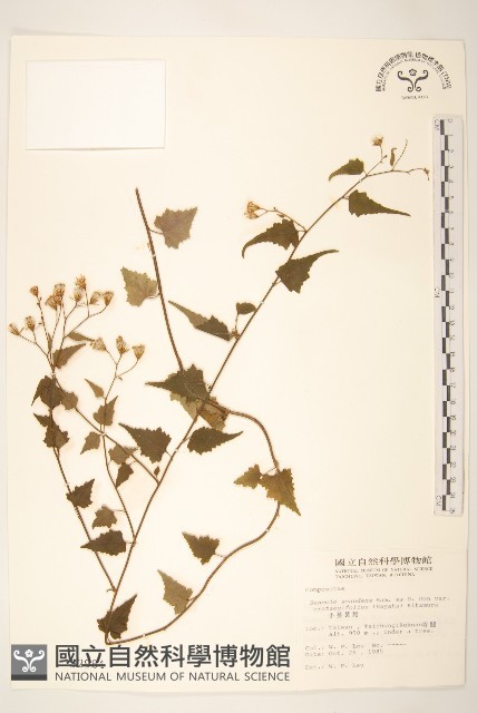 小蔓黃菀藏品圖，第1張