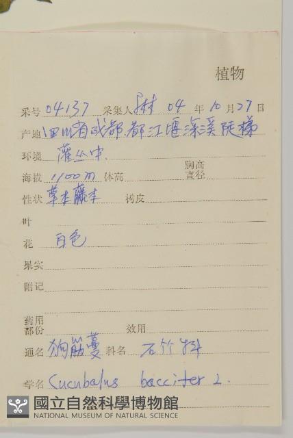 狗筋蔓藏品圖，第2張