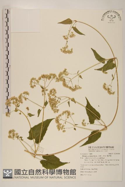 蔓澤蘭藏品圖，第1張