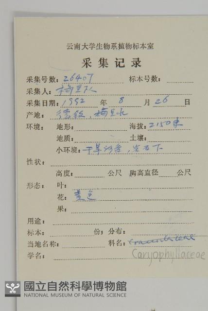 喜泉卷耳藏品圖，第2張