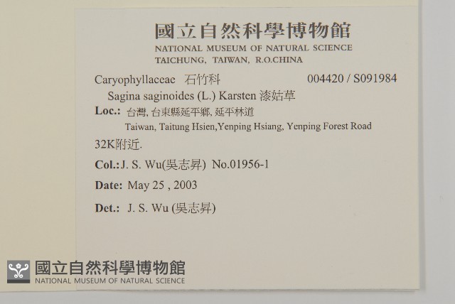 漆姑草藏品圖，第2張