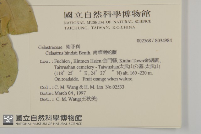 南華南蛇藤，青江藤藏品圖，第2張