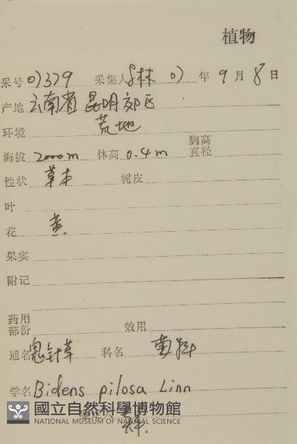 白花鬼針藏品圖，第2張