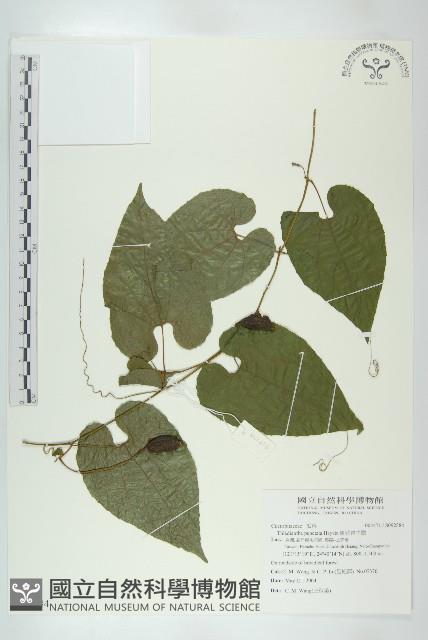 斑花青牛膽藏品圖，第1張
