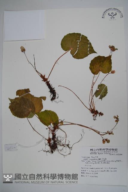 蘭嶼秋海棠藏品圖，第1張