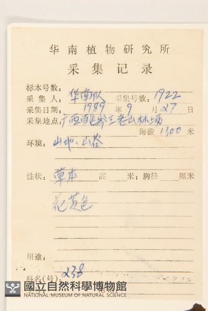 平臥三七草藏品圖，第2張