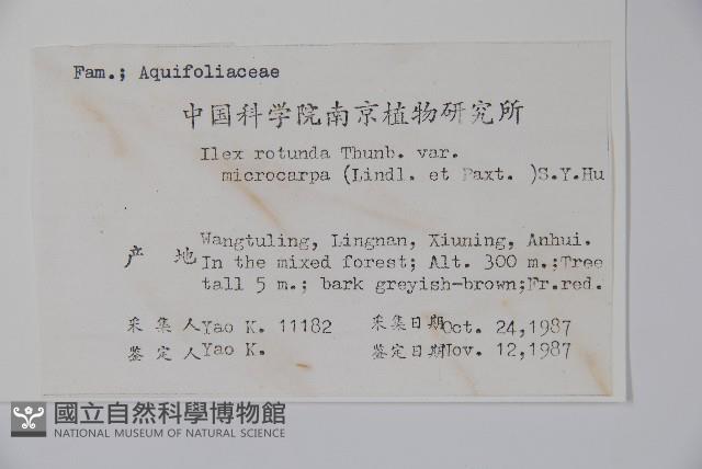 細果鐵冬青藏品圖，第2張