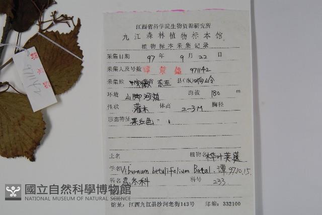 樺葉莢迷、玉山莢迷藏品圖，第2張