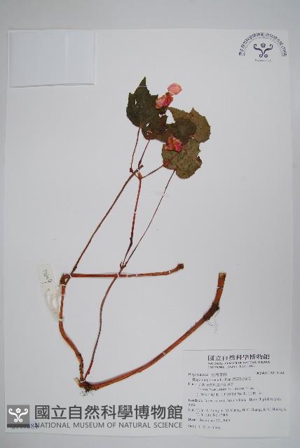 裂葉秋海棠藏品圖，第1張