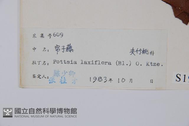 帘子藤藏品圖，第2張