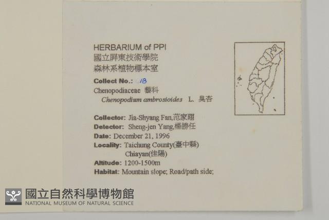 臭杏、土荊芥藏品圖，第2張