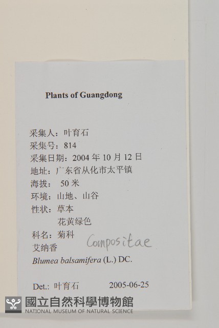 艾納香藏品圖，第2張