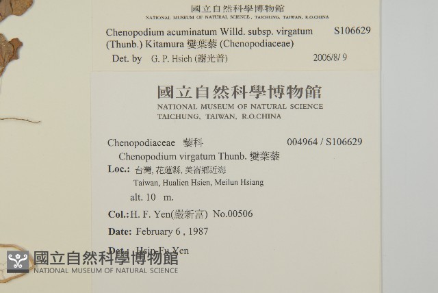 變葉藜藏品圖，第2張